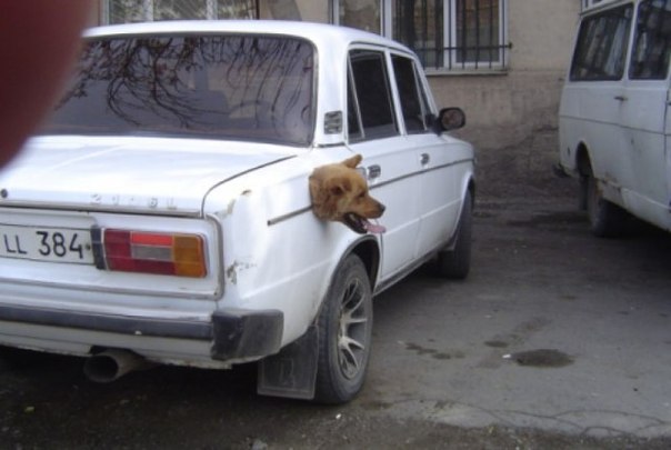 Это реальная фотография. Сделана на улице в Ереване. Собака живёт в багажнике автомобиля без бензобака.
