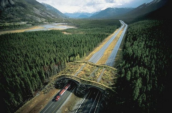 Для того, чтобы избежать гибели множества животных под колесами автомобилей, правительство Канады, США и некоторых европейских стран начали строительство мостов для животных.