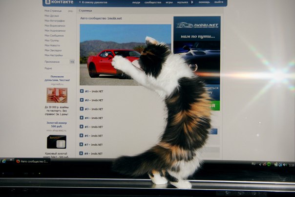 Даже котэ любит Авто сообщество 1mobi.net !!! =)